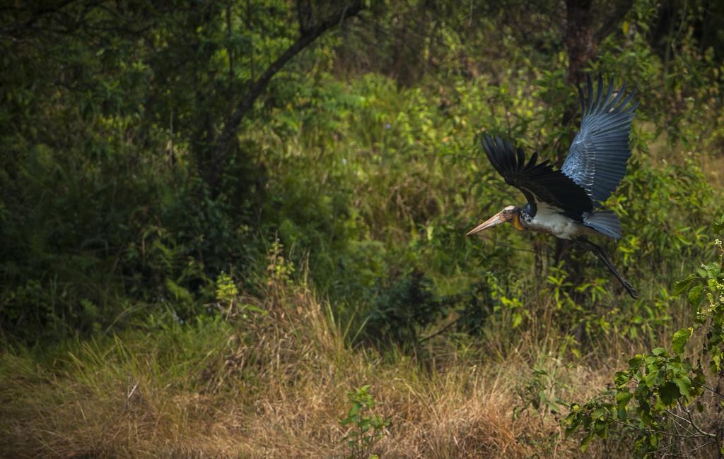 Siddhartha Wildlife Retreat Hotel Meghauli Екстериор снимка